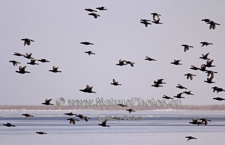 WildLife Photos of Birds, Rails & Crakes, Common Coot, Fulica atra